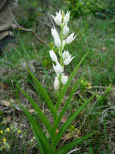 Cephalanthère à longues feuilles