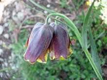 Fritillaire