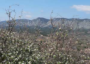 Amelanchier ovalis