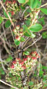 Coriaria myrtifolia