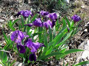 Iris lutescens
