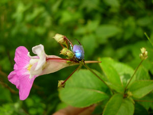 Hoplia caerulea sur Impatiens