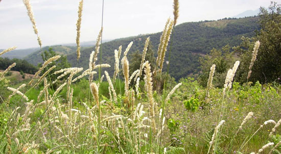 Melica ciliata