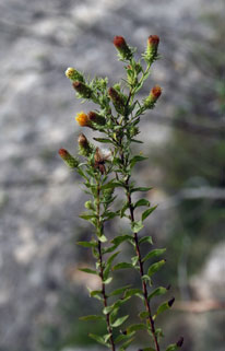 Chiliadenus saxatilis (photo Marc Tessier)
