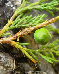 Juniperus thurifera