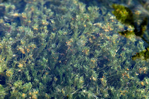 Nitella syncarpa