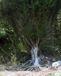 Juniperus thurifera