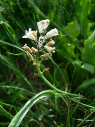 Bellevalia romana