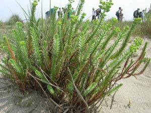 Euphorbia paralias