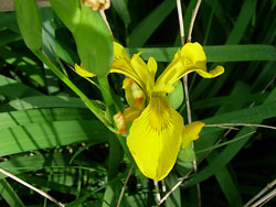 Iris pseudoacorus