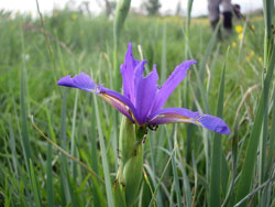 Iris spuria