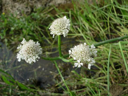 Oenanthe fistulosa