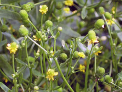 Ranunculus sceleratus
