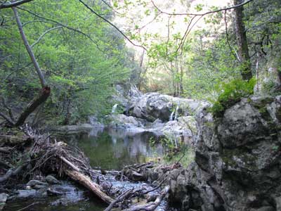 La ripisylve