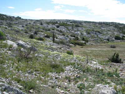 Une garrigue meurtrie