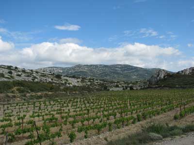 On longe la vigne