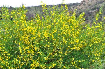 Cytisus