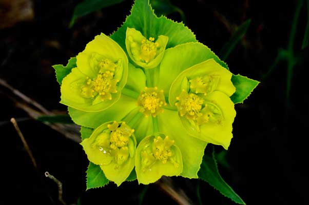 Euphorbia_serrata