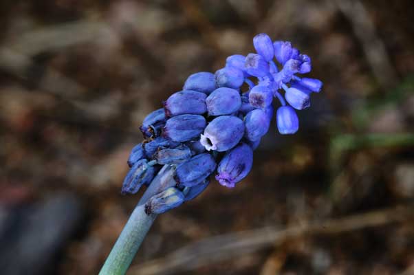 Muscari_neglectum