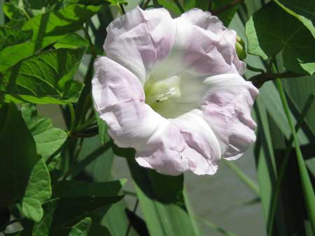Calystegia-sepium-(L.)