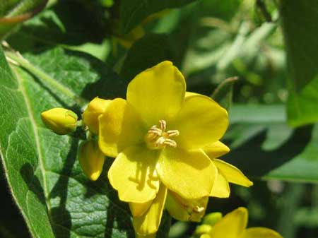 Lysimachia-vulgaris-L