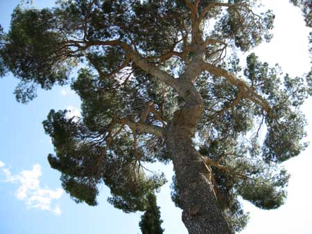 Pinus_halepensis