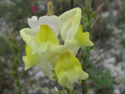 Muflier jaune