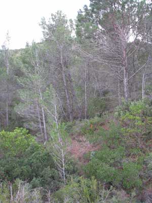 Pin d'alep