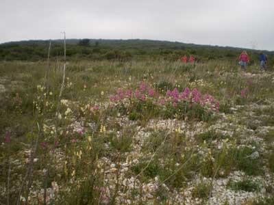 un parterre de centranthus