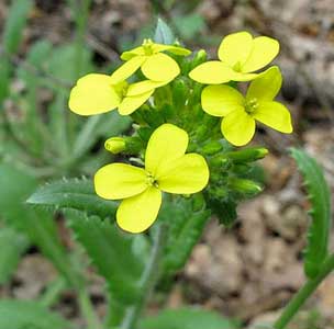Biscutella