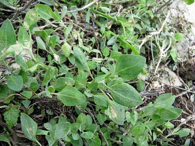 Chenopodium