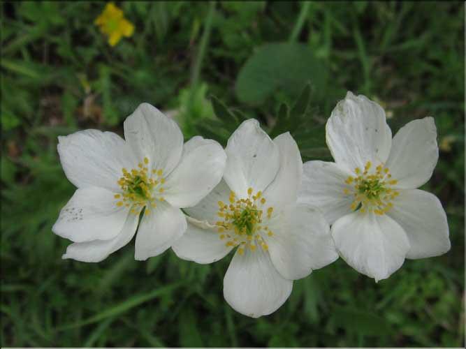 Anemone_narcissiflora1_MB