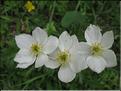 Anemone_narcissiflora1_MB