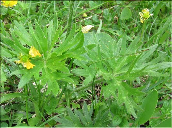 Anemone_narcissiflora_MB