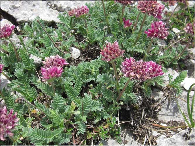 Anthyllis_montana2_MB