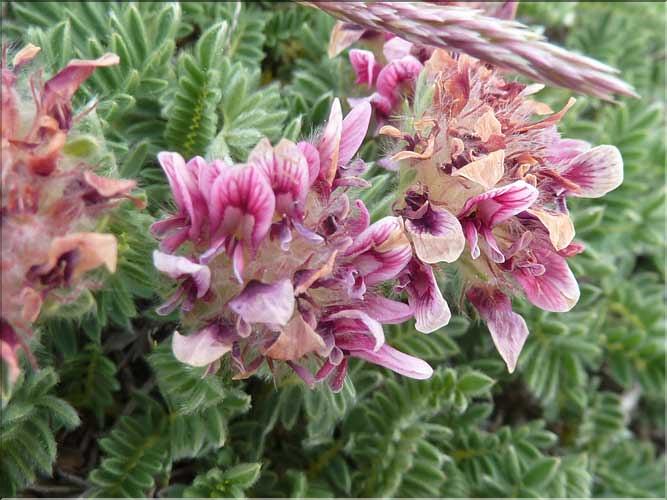 Anthyllis_montana4_MAL