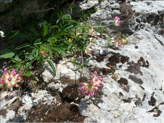 Anthyllis_vulneraria1_MAL
