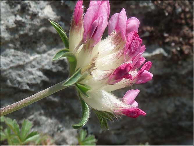 Anthyllis_vulneraria2_MAL