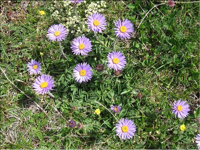 Aster_alpina1_MB