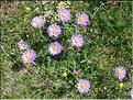 Aster_alpina1_MB