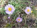 Aster_alpina2_MAL