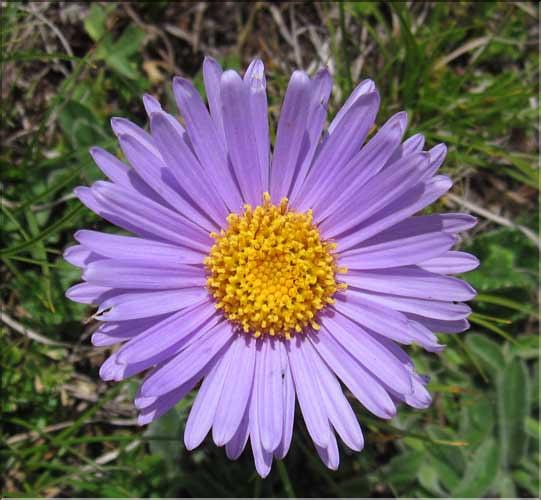 Aster_alpina3_MB