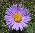 Aster_alpina3_MB