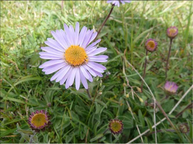 Aster_alpina4_MAL