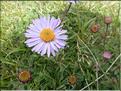 Aster_alpina4_MAL
