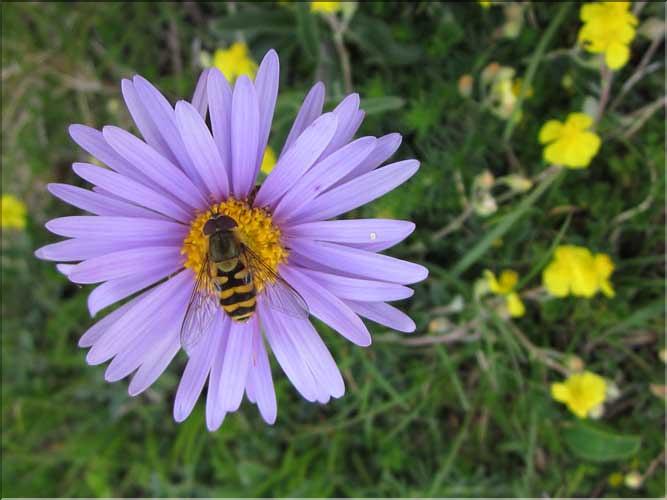 Aster_alpina4_MB