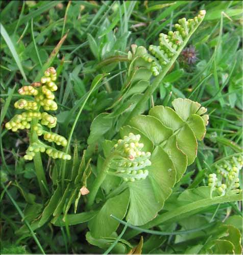 Botrychium_lunaria_MB