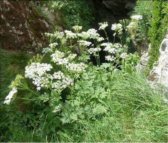 Chaerophyllum_hirsutum1_MAL