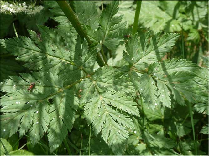 Chaerophyllum_hirsutum2_MAL