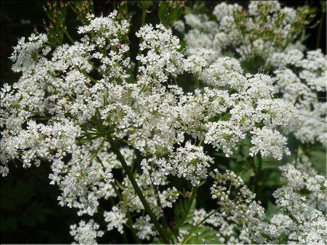 Chaerophyllum_hirsutum3_MAL